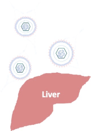 Diagram showing antibodies protecting the liver from hepatitis B